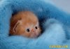 tinybabykitten.jpg