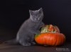 kitten.jpg