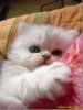 very-cute-white-fluffly-kitten.jpg