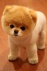 boo-the-dog.jpg