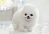 Pomerian.jpg
