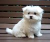 1277481636_101884228_2-Maltese-Puppy-for-sale-Long-Beach.jpg