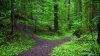 awesome-green-forest-path-widescreen-background-wallpaper-free-desktop-pictures-download.jpg