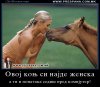 konjot si najde zenska.jpg