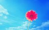 783941-daisy-wallpaper.jpg