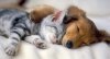 kitten-puppy-sleep-together-kawai-photo-1.jpg