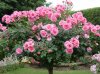 20130614152100885577.jpg