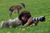 funny-cute-little-fox-dear-woman-photographer-540x359.jpg