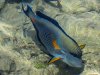 Sohal surgeonfish.jpg