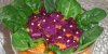 salata-by-anarad-572429d95614a11e01546692142ab8e2_header.jpg