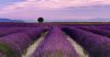 lavender-field.jpg