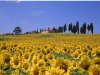 sunflower-valley-tuscany-italy.jpg