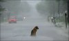 Dog-in-Rain.jpg