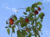 Cherry tomatos plant small.jpg