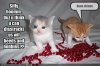 funny-pictures-kittens-play-with-be.jpg