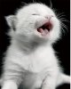 baby-kitten.jpg