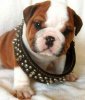 funny-dog.jpg