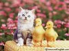 cute-kitten-ducklings.jpg