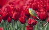 bird-red-tulips.jpg