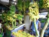 local-fruits-maldives.jpg