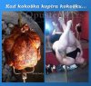 kad-kokoska-kopira-kokosku.jpg