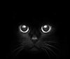 Impressive-Cat-Photography-Inspirations-5.jpeg