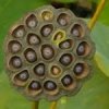 Trypophobia-Images-150x150.jpg