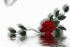 1726495.gif
