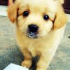 anajp-animal-awn-aww-baby-Favim.com-270141.jpg