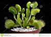 venus-flytrap-carnivorous-plant-10391970.jpg