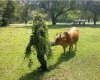 funny-cow-pictures-32.jpg