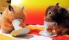 gallery_2448_61_41517.jpg