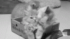 tumblr_n1ayk7iR5k1rid0gvo1_400.gif