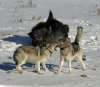 wolf-fight-weselmann.jpg