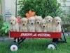 puppies-in-a-wagon.jpg