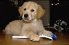 Golden-Retriever-Puppy-Training_MG_2133.jpg