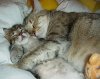 catscuddling.jpg