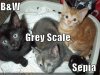 greyscale-sepia-kittens.jpg