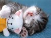 cute-funny-kitten-sleeping-with-teddy-bear.jpg