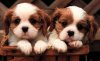 Cutest-Puppies7.jpg