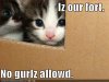 funny-pictures-kittens-cardboard-fort.jpg