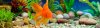 Popular-Names-Fish-1040x300.jpg