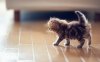 7033214-fluffy-kitty-cat.jpg