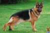 gutermanneshirt_german-shepherd-a20131011145116.jpg
