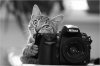 kitty,cat,photograph,blackwhite,funny,photography-04d6804280d130e509816f15cda30565_h.jpg