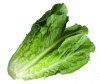 tmp_2288-Romaine-lettuce-719413821.jpg