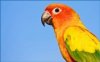 papagal.jpg