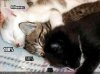 kittens-have-different-brightness-levels.jpg