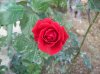 100_6978.jpg