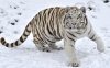 18546-white-tiger-in-the-snow-1920x1200-animal-wallpaper.jpg